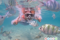 ดำน้ำแสมสาร-12-2